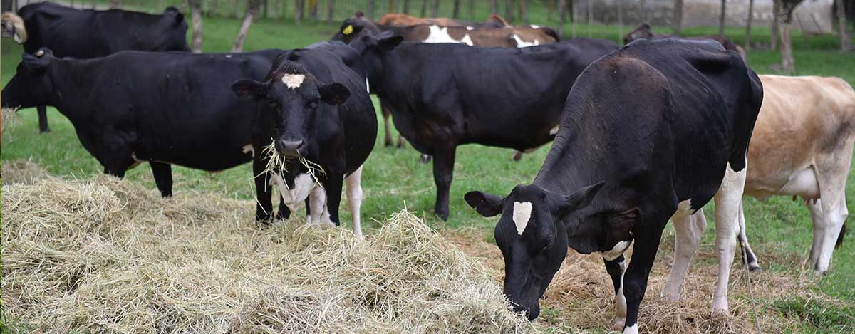 Obtenga mayor rendimiento en sus animales con la nueva linea de alimentos peletizados de PETS
