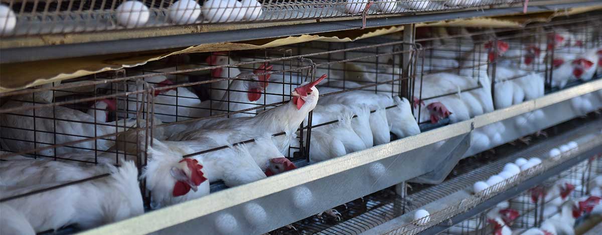 Obtenga mayor rendimiento en sus animales con la nueva linea de alimentos peletizados de PETS