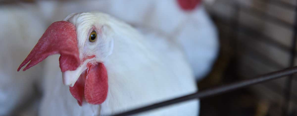 Obtenga mayor rendimiento en sus animales con la nueva linea de alimentos peletizados de PETS