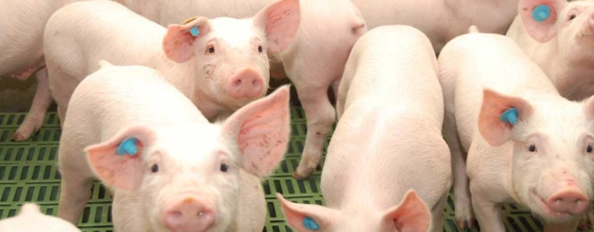 Obtenga mayor rendimiento en sus animales con la nueva linea de alimentos peletizados de PETS
