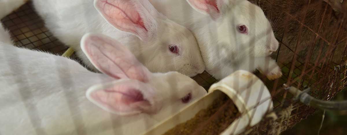 Obtenga mayor rendimiento en sus animales con la nueva linea de alimentos peletizados de PETS