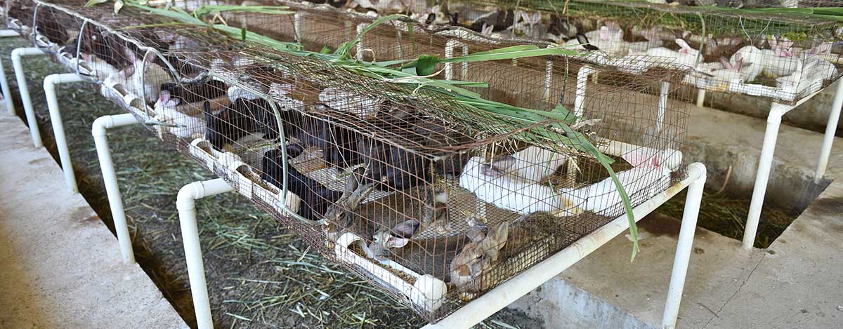 Obtenga mayor rendimiento en sus animales con la nueva linea de alimentos peletizados de PETS