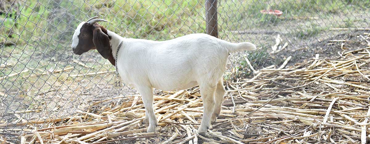 Obtenga mayor rendimiento en sus animales con la nueva linea de alimentos peletizados de PETS
