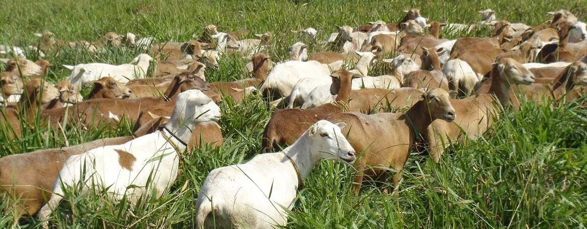 Obtenga mayor rendimiento en sus animales con la nueva linea de alimentos peletizados de PETS