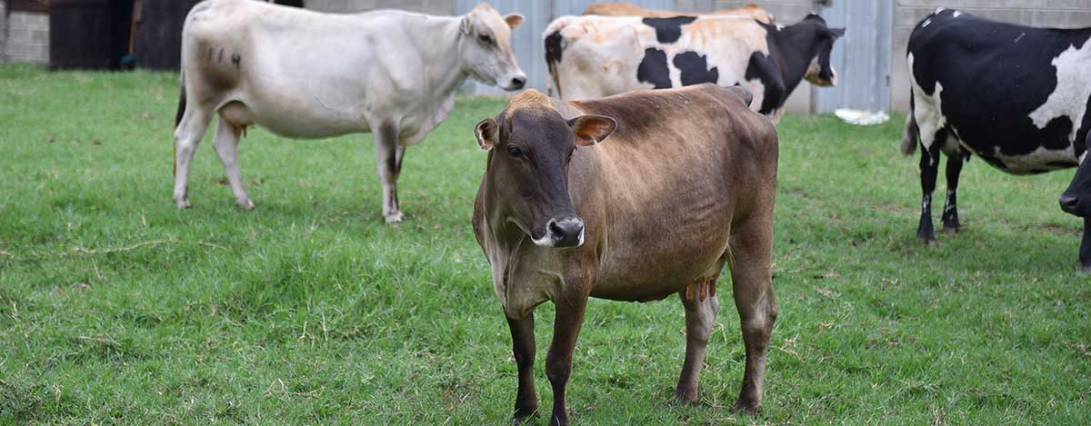 Obtenga mayor rendimiento en sus animales con la nueva linea de alimentos peletizados de PETS
