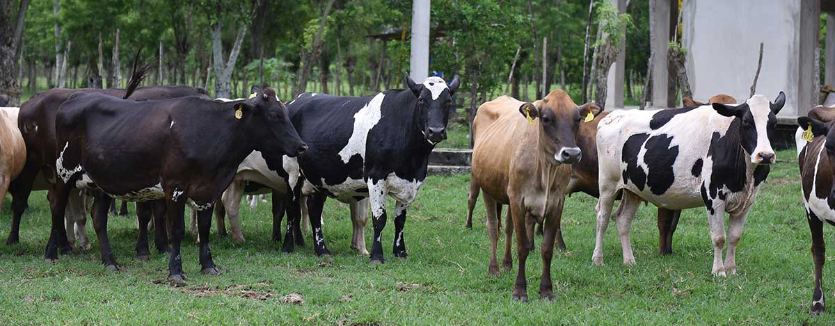 Obtenga mayor rendimiento en sus animales con la nueva linea de alimentos peletizados de PETS