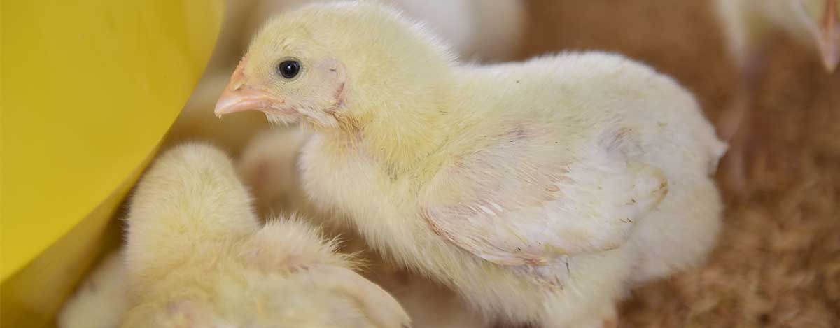 Obtenga mayor rendimiento en sus animales con la nueva linea de alimentos peletizados de PETS