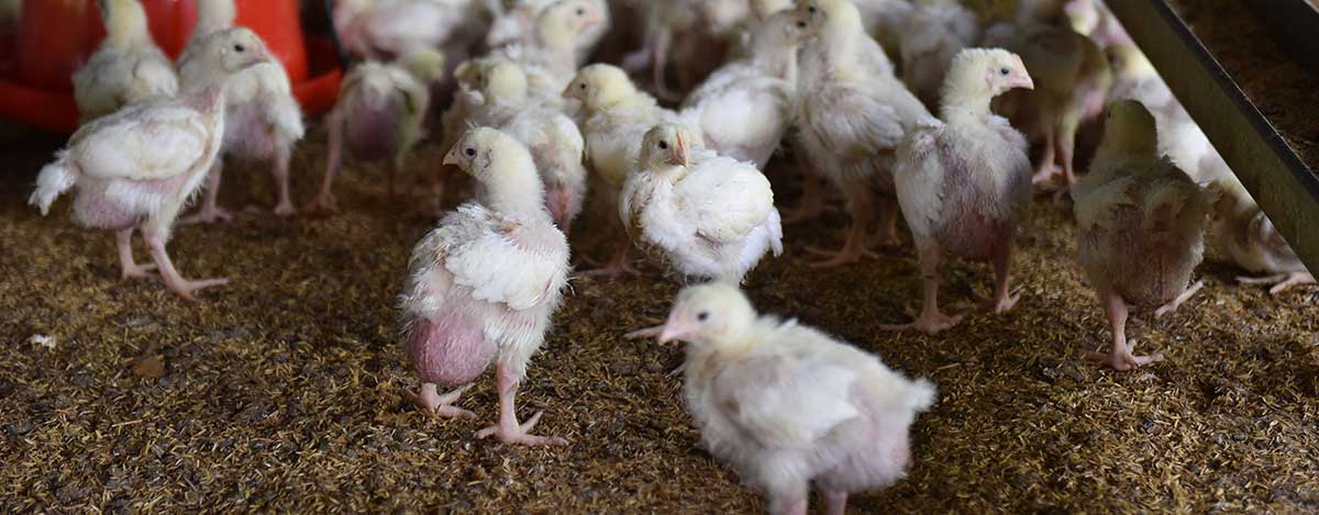 Obtenga mayor rendimiento en sus animales con la nueva linea de alimentos peletizados de PETS