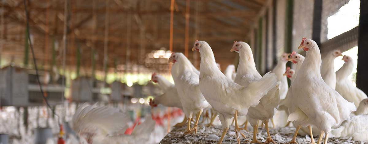 Obtenga mayor rendimiento en sus animales con la nueva linea de alimentos peletizados de PETS