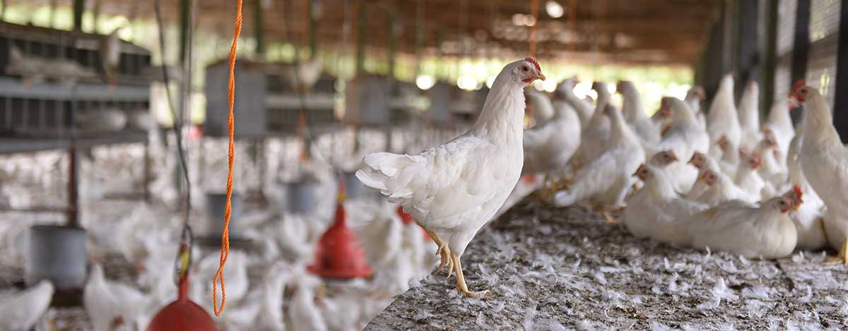 Obtenga mayor rendimiento en sus animales con la nueva linea de alimentos peletizados de PETS