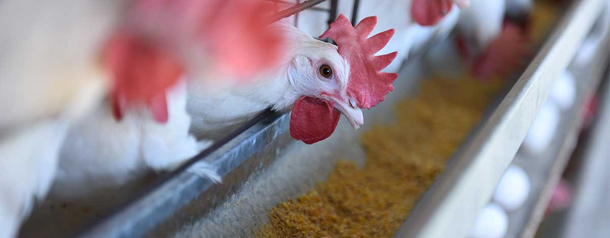 Obtenga mayor rendimiento en sus animales con la nueva linea de alimentos peletizados de PETS